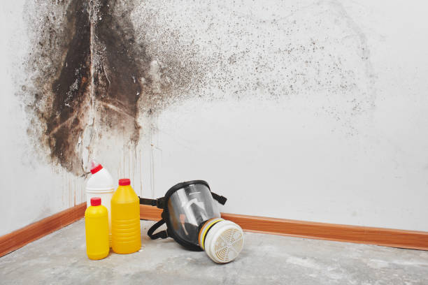 Best Toxic Mold Removal  in Randolph, WI