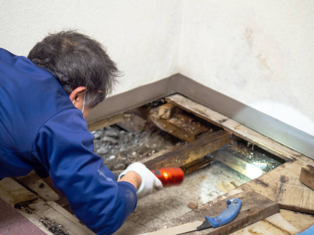 Reliable Randolph, WI Mold Removal Solutions