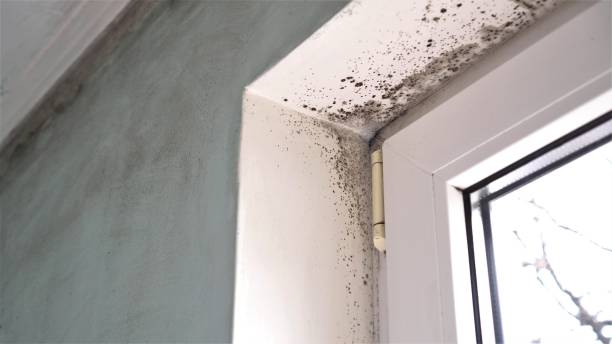 Best Mold Remediation  in Randolph, WI