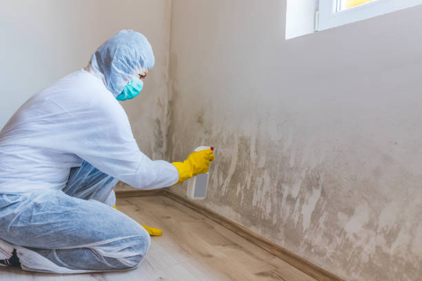 Mold Removal Process in Randolph, WI