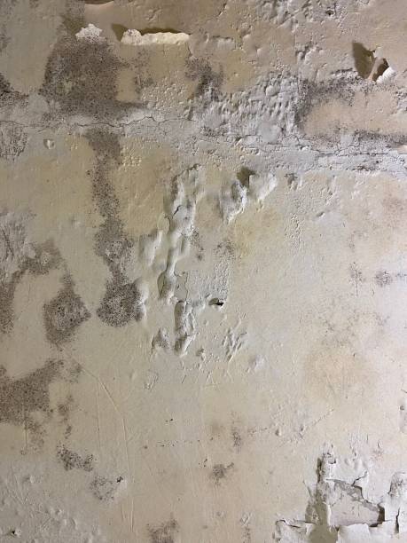 Best Professional Mold Removal  in Randolph, WI