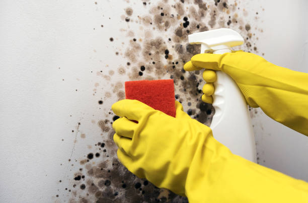 Office Mold Removal Services in Randolph, WI