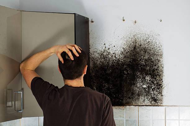Best Office Mold Removal Services  in Randolph, WI