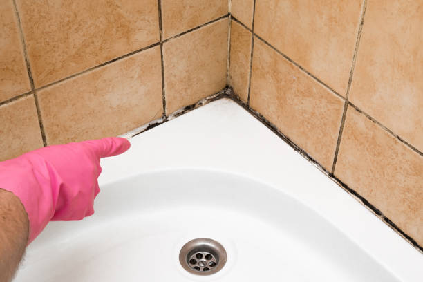 Best Mold Damage Repair  in Randolph, WI