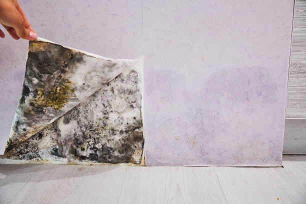 Best Certified Mold Removal  in Randolph, WI